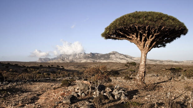 Dragoon tree is seen in Diksam Plateaux on March 11, 2011 in Socotra Island, Yemen. 