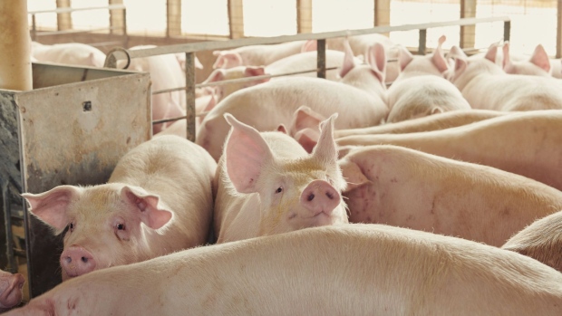 Pigs stand in a pen at a farm near Le Mars, Iowa, U.S., on Wednesday, May 27, 2020. Wholesale pork prices have increased 51 percent, the USDA reported. Surging wholesale meat prices are starting to push up prices at grocery stores, while the risk of shortages is growing at a time that shoppers continue to fill their pantries and freezers with stay-at-home staples.