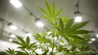 Marijuana plants grow at the Canopy Growth facility in Smith Falls, Ontario, Canada. Photographer: Chris Roussakis/Bloomberg