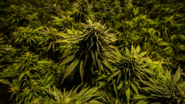 Cannabis plants grow in the greenhouse at the MG Health Ltd. growing facility in central Lesotho, on Friday, Nov. 15, 2019. The Lesotho government is trying to spur development of legal plantations supplying the burgeoning global medical cannabis industry to broaden its tax base—currently dominated by exports of diamonds, water and wool—and create jobs. Photographer: Waldo Swiegers/Bloomberg