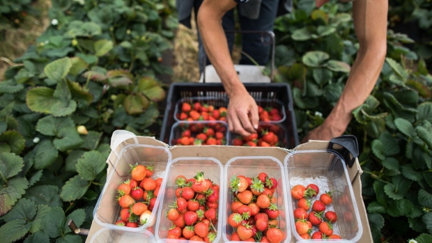 A fruit picker picks strawberries at a fruit farm in Hereford, U.K., on Tuesday, Aug. 21, 2018. Restrictions on free movement of labor could have an impact on farmers' ability to grow and harvest food. Photographer: Chris Ratcliffe/Bloomberg