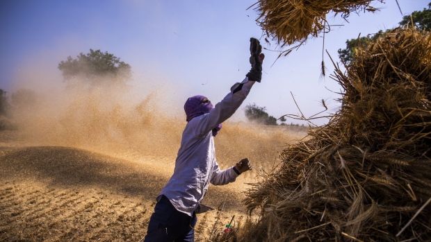 A farmers throws a bundles of cut wheat as a thresher operates at a field in the Bulandshahr district of Uttar Pradesh, India, on Tuesday, April 21, 2020. The farm sector is likely to be the lone bright spot for India's stalled economy as Prime Minister Narendra Modi crafts a plan to exit the world’s biggest lockdown and revive stalled economic activity. Photographer: Prashanth Vishwanathan/Bloomberg