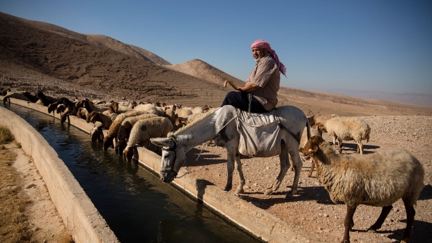 EIN AL-AUJA, ISRAEL - JUNE 24: A Palestinian shepard herds his sheep in Ein Al-AUJA in the Jordan Valley West Bank on June 24, 2020 in Ein Al -Auja, West Bank. Israeli Prime Minister Benjamin Netanyahu's plan, which has drawn international reproval, would entail applying Israeli sovereignty to parts of the West Bank including Jewish settlements, as well as most of the Jordan Valley. (Photo by Amir Levy/Getty Images)