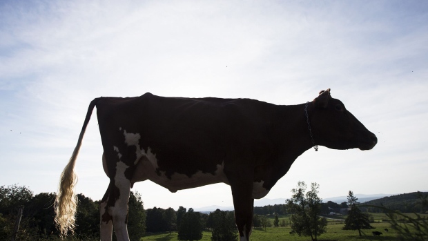 A cow stands at a dairy farm in North Hatley, Quebec. Photographer: Christinne Muschi/Bloomberg