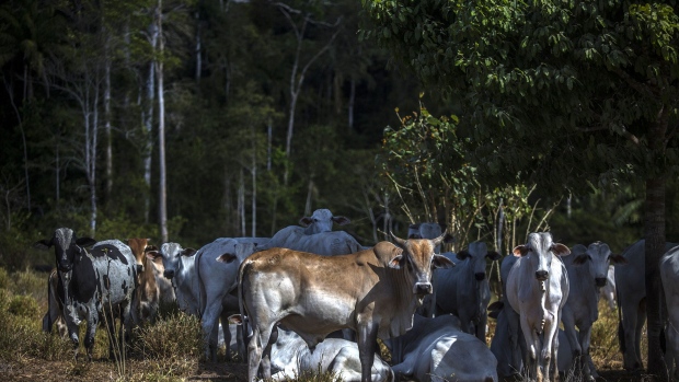 Cattle graze at the Jamanxim National Forest near Novo Progresso, Para State, Brazil on Thursday, July 20, 2017. The BR-163 highway cuts through the heart of the Amazon to connect remote farming areas with ports to the north. Brazil Truckers Group scheduled a strike on August 1 against the fuel tax hike, impeding trucks to proceed on the road.