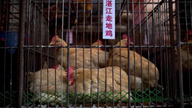 Chickens for sale sit inside a cage at a market in the Zhujiang New Town district of Guangzhou, Guangdong Province, China, on Wednesday, March 26, 2014. Chinas economy, the worlds second largest, is forecast to grow 7.4 percent this year, the weakest pace since 1990, based on the median estimate in a Bloomberg News survey. Photographer: Brent Lewin