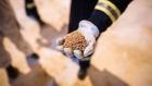 A worker holds a handful of refined potash in a storage barn at the Nutrien Ltd. Cory potash mine in Saskatoon, Saskatchewan, Canada, on Monday, Aug. 12, 2019. Nutrien sees potash consumption though 2023 rising faster than demand for the two other main types of fertilizer and said that demand may reach 75.5 million tons a year. Photographer: James MacDonald/Bloomberg