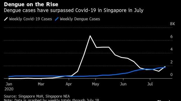 BC-Singapore-Grapples-With-Deadly-Dengue-as-Fever-Rages-Alongside-Covid-19