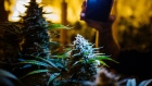 Cannabis plants are inspected under the lights of a smartphone and a headlamp at a craft grow operation outside of Nelson, British Columbia, Canada, on Thursday, Nov. 8, 2018.