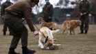 Sergeant Fuentealba (not in frame) works with the dog called Clifford sniffing a box with a sample at Carabineros de Chile Dog Training School in the Parque Metropolitano on July 17, 2020 in Santiago, Chile. Photographer: Marcelo Hernandez/Getty Images