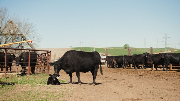 A cow stands above a calf at a farm in Hinton, Iowa, U.S., on Sunday, May 3, 2020. Covid-19 is ripping through America’s heartland and causing shutdowns and slowdowns of plants that process much of the nation’s pork and beef. Prices are already surging. Photographer: Dan Brouillette/Bloomberg