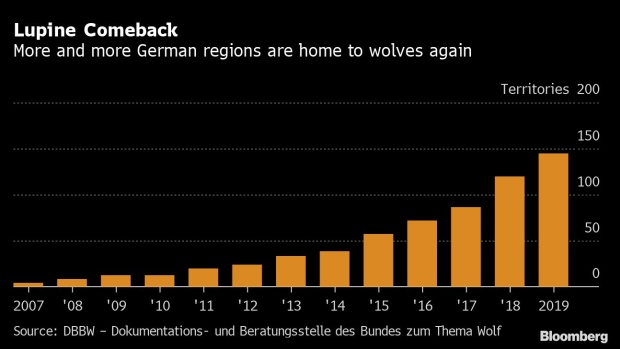 BC-German-Wolf-Attacks-‘Spiraling-Out-of-Control’-Farm-Lobby-Warns