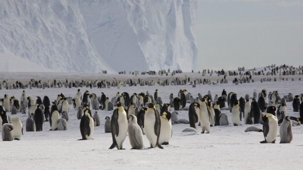Emperor penguins on the sea ice close to Halley Research Station.