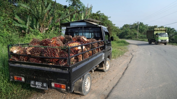 Harvested palm oil fruit bunches sit in the back of a truck in East Kalimantan, Indonesia.