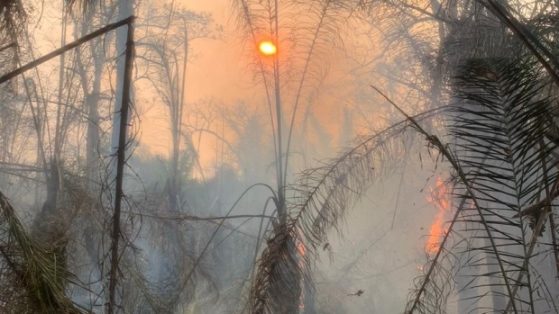 Some of the world's last remaining blue macaws lived at a sanctuary in Brazil's Pantanal wetlands until fire ripped through the area in August 2020