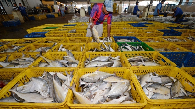A worker arranges freshly caught fish ahead of an auction at the Muara Angke port in Jakarta, Indonesia, on Tuesday, Sept. 27, 2016. Indonesia's central bank has loosened monetary policy this year to help spur an economy that's growing well below the 7 percent target set by President Joko Widodo when he took office two years ago.