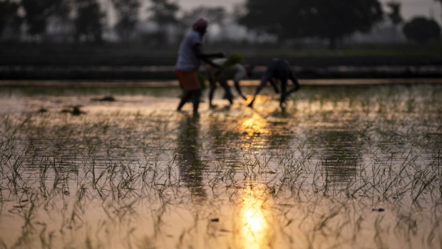 Farmhands sow rice saplings at a flooded paddy field in Karnal district, Haryana, India on Friday, June 26, 2020. From March through May, around 10 million migrant workers fled India’s megacities, afraid to be unemployed, hungry and far from family during the world’s biggest anti-Covid lockdown. Migrant workers aren’t expected to return to the cities as long as the virus is spreading and work is uncertain.
