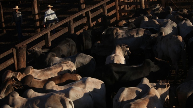 Cattle owned by Brazilian beef producer Minerva SA are enclosed by ranchers on a ranch operated by Cia Agropecuaria Monte Alegre (CMA) in Barretos, Brazil, on Tuesday, Aug. 21, 2012. Minerva SA sees a “strong” increase in beef prices in the coming quarters, Fabiano Tito Rosa, the company’s head of research, told reporters in Barretos on Tuesday.