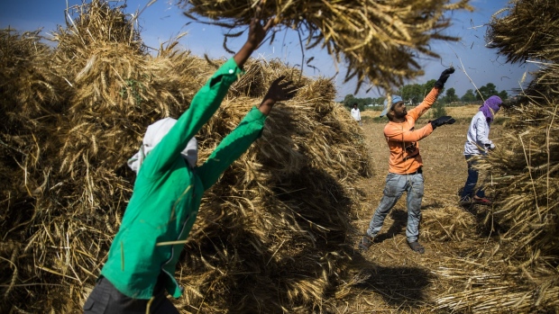 Tossing bundles of wheat in Uttar Pradesh.