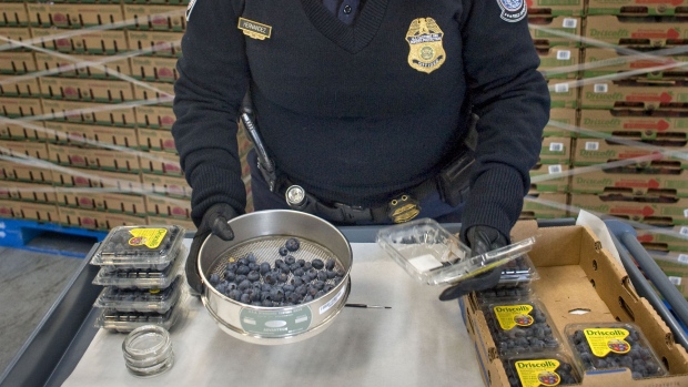 A U.S. Customs and Border Protection (CBP) agricultural specialist examines Driscoll Strawberry Associates Inc. brand blueberries during an inspection at the CBP-Servicio de Administracion Tributaria (SAT) Pre-inspection Pilot Facility in Tijuana, Mexico, on Wednesday, Jan. 18, 2017. The conflict over the border wall and trade adds to tensions in the U.S.-Mexico relationship, the outcome of which has domestic political implications and economic consequences in both countries.