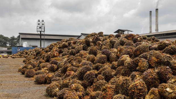 Palm oil fruit bunches sit in a pile at the IOI Corp. Gomali palm oil estate in Gemas, Johor, Malaysia, on Wednesday, June 10, 2020. Palm oil stockpiles in Malaysia posted a surprise drop as of end-May as production in the world's second-largest grower eased for the first time in four months. Photographer: Joshua Paul/Bloomberg