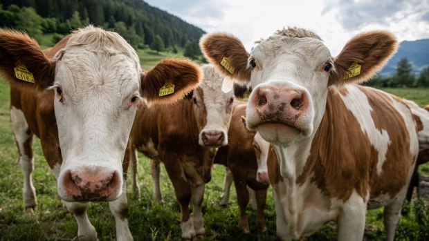Cows graze in a field near Feistritz am Kammersberg, Austria on Wednesday, June 24, 2020. CLT uses a high-tech manufacturing process that turns ordinary wooden planks, often made from Spruce trees, into structures that can bear thousands of tons of weight. Photographer: Akos Stiller/Bloomberg