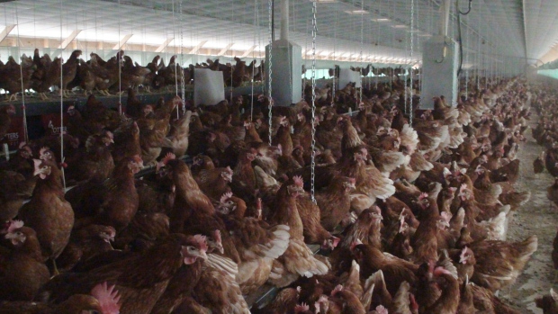 Chicken stand in a cage-free farm operated by John Ebersol near the town of Bird-in-Hand in South Central Pennsylvania. Ebersol supplies Sauder Quality Eggs based in Lititz, Pennsylvania.