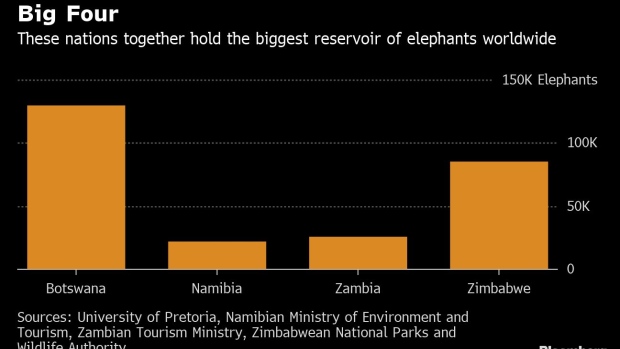 BC-Botswana-Wants-Angola’s-Exiled-Elephants-to-Return-Home