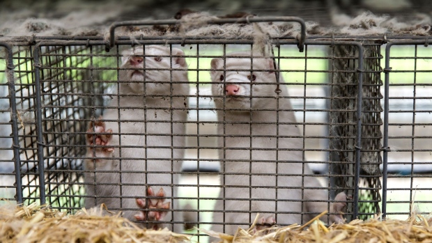 BORDING, DENMARK NOVEMBER 07: Minks at farmer Stig Sørensen's estate where all minks must be culled due to a government order on November 7, 2020 in Bording, Denmark. Like many other owners of mink farms, Stig Sørensen has been forced to cull all his 34.000 minks due to a government decision made on Wednesday. Sørensen says that he is sad but also angry because he feels that the government has made an unjustified and unfair decision. His farm is situated so only part of it is within the 7.5 KM zone from an infected farm and none of his mink have tested positive for the coronavirus. Even so, they are regarded as infected and must all be culled. He also feels that he and his colleagues have been let down by the Danish Government, both in terms of handling the culling and slow information about how they will be compensated. He and most in the industry are demanding compensation according to the rules of expropriation, but Sørensen says that so far the government has talked about compensation per culled mink to a price per skin based on farmers’ average price in 2017 and 2018, which was an all-time low. Denmark, the world's largest mink fur producer, is to mass cull some 16 -17 million minks after mutated forms of coronavirus spread to humans. Some 215 mink farms in Jutland region are infected with this type of coronavirus, and therefore a regional lockdown has been announced to curb the infection. (Photo by Ole Jensen/Getty Images)