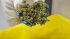 An employee displays cannabis buds.