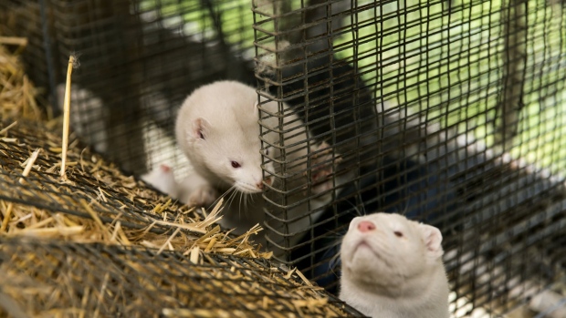 BORDING, DENMARK NOVEMBER 07: Minks at farmer Stig Sørensen's estate where all minks must be culled due to a government order on November 7, 2020 in Bording, Denmark. Like many other owners of mink farms, Stig Sørensen has been forced to cull all his 34.000 minks due to a government decision made on Wednesday. Sørensen says that he is sad but also angry because he feels that the government has made an unjustified and unfair decision. His farm is situated so only part of it is within the 7.5 KM zone from an infected farm and none of his mink have tested positive for the coronavirus. Even so, they are regarded as infected and must all be culled. He also feels that he and his colleagues have been let down by the Danish Government, both in terms of handling the culling and slow information about how they will be compensated. He and most in the industry are demanding compensation according to the rules of expropriation, but Sørensen says that so far the government has talked about compensation per culled mink to a price per skin based on farmers’ average price in 2017 and 2018, which was an all-time low. Denmark, the world's largest mink fur producer, is to mass cull some 16 -17 million minks after mutated forms of coronavirus spread to humans. Some 215 mink farms in Jutland region are infected with this type of coronavirus, and therefore a regional lockdown has been announced to curb the infection. (Photo by Ole Jensen/Getty Images)