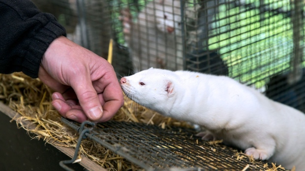 Minks at an estate in Denmark. Danish authorities have detected multiple mink-related strains of the virus in humans.