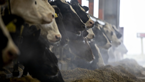 Dairy cows stand in a barn at Stone-Front Farm in Lancaster, Wisconsin, U.S., on Thursday, April 23, 2020. Production hit an all-time high in March, the U.S. Department of Agriculture said this week, expanding even before the usual seasonal peak which typically takes place in May. Photographer: Daniel Acker/Bloomberg