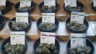 Different strains of cannabis are displayed for sale at the Harborside dispensary in Oakland, California, U.S., on Monday, March 23, 2020. California's shelter-in-place order vastly expands mandates put in place across the San Francisco Bay Area. It allows people in the most populous U.S. state to leave their homes for needed items like groceries and medicine, while otherwise requiring that they limit their social interactions. Photographer: David Paul Morris/Bloomberg