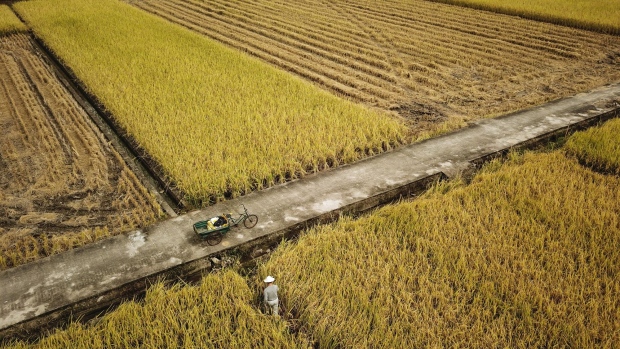 A farmer walks through a rice paddy in this aerial photograph taken on the outskirts of Wenzhou, China, on Friday, Oct. 26, 2018. Farming food crops of all kinds is likely to become more difficult as global temperatures increase, depressing yields for corn, soybeans, rice and wheat. Photographer: Qilai Shen/Bloomberg