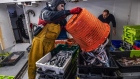 Fishermen sort crates of freshly caught fish at the harbor in Sete, France, on Tuesday, Dec. 1, 2020. Boris Johnson’s officials believe a Brexit trade deal could be reached within days if both sides continue working in “good faith” to resolve what the U.K. sees as the last big obstacle in the talks -- fishing rights.