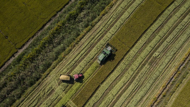 Rice is harvested by a combine at a field in an aerial photograph taken on Chongming Island, Shanghai, China, on Monday, Oct. 13, 2020. The United Nations last week released its gauge of global food prices, which showed costs rose 2.1% in September, mainly driven by grains and vegetable oils.