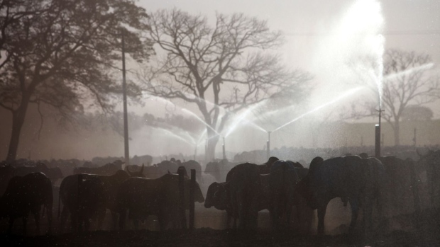 Cattle graze on a ranch in Brazil.