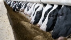 Dairy cows on a farm in Ohio, U.S. Photographer: Bloomberg Creative Photos/Bloomberg