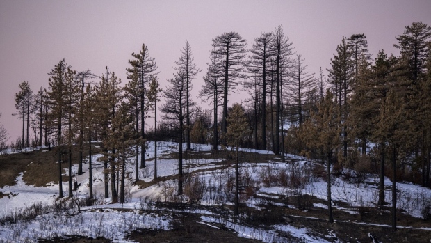 AZUSA, CA - DECEMBER 31: Burned trees are seen after the first winter storm of the season drops snow on the 115,796-acre Bobcat Fire scar in the Angeles National Forest on December 31, 2020 near Azusa, California. New Year's Eve concludes another devastating record year for wildfires in California with an excess of 4 million acres charred by more than 8,200 wildfires. California wildfires have been steadily growing bigger and more dangerous as climate change continues. The Bobcat Fire was one of the biggest fires in Los Angeles history. (Photo by David McNew/Getty Images)