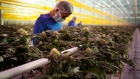 Workers wearing protective masks inspect cannabis plants inside the grow room at the Aphria Inc. Diamond facility in Leamington, Ontario, Canada, on Wednesday, Jan. 13, 2021. Tilray Inc. and Aphria Inc. agreed to combine their operations, forming a new giant in the fast-growing cannabis industry. Photographer: Annie Sakkab/Bloomberg