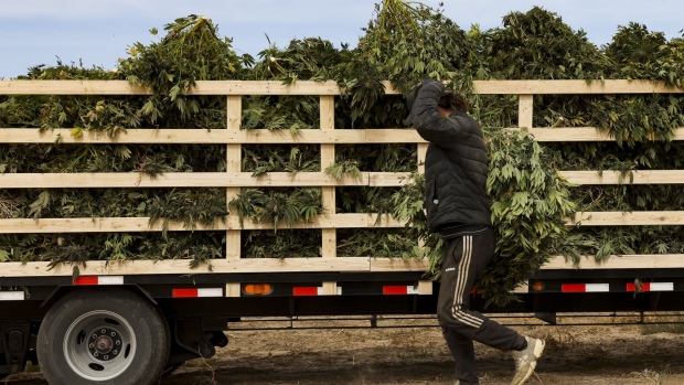 A worker loads hemp plants onto a truck during a harvest at the KHMP, a division of Crossroads AG, farm near Cheyenne Wells, Colorado, U.S., on Wednesday, Oct. 14, 2020. October usually heralds the harvest of outdoor cannabis plants, affectionately known as "Croptober." But this fall, something more serious is in the air: smoke from the wildfires that are ravaging the West Coast. Photographer: Michael Ciaglo/Bloomberg