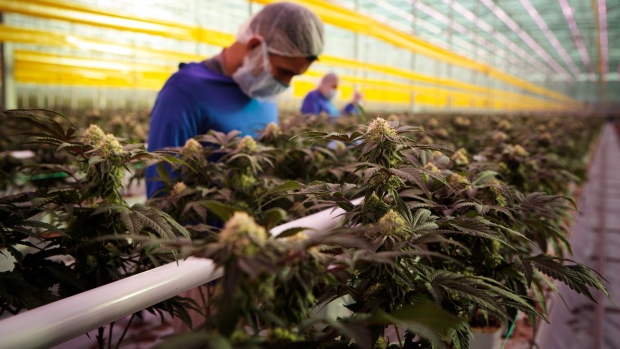 Workers wearing protective masks inspect cannabis plants inside the grow room at the Aphria Inc. Diamond facility in Leamington, Ontario, Canada, on Wednesday, Jan. 13, 2021. Tilray Inc. and Aphria Inc. agreed to combine their operations, forming a new giant in the fast-growing cannabis industry. Photographer: Annie Sakkab/Bloomberg