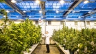An employee inspects cannabis plants in a greenhouse in the GW Pharmaceuticals Plc facility in Sittingboune, U.K. on Monday, Oct. 29, 2018. The U.K. is the biggest producer of cannabis for medical and scientific purposes, according to the United Nations.