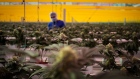 A worker inspects cannabis plants inside the grow room at the Aphria Inc. Diamond facility in Leamington, Ontario, Canada, on Wednesday, Jan. 13, 2021. Tilray Inc. and Aphria Inc. agreed to combine their operations, forming a new giant in the fast-growing cannabis industry. Photographer: Annie Sakkab/Bloomberg