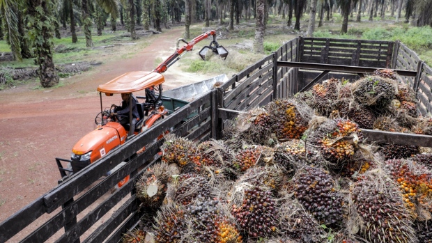 Harvested palm oil fruit bunches sit in a truck at the Genting Tanah Merah Estate, operated by Genting Plantations Bhd., in Johore, Malaysia, on Thursday, Nov. 14, 2019. Genting owns about 20 drones, and uses the services of other providers to monitor and map about 160,000 hectares of oil palms in Indonesia and Malaysia. Photographer: Joshua Paul/Bloomberg