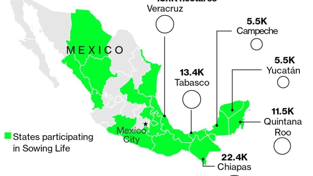 BC-How-Mexico’s-Vast-Tree-Planting-Program-Ended-Up-Encouraging-Deforestation