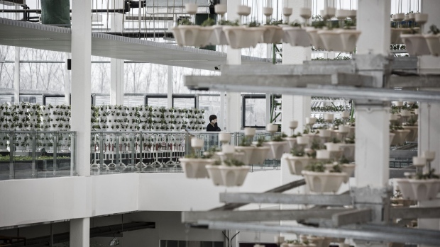 A visitor stands near potted plants growing in a rotary light-tracking system inside a greenhouse at the high-tech indoor Cofco Wisdom Farm operated by Cofco Corp. on the outskirts of Beijing.