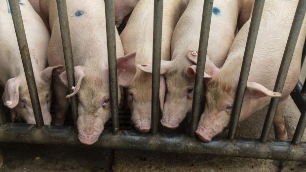 Pigs stand in a holding pen at a wholesale market in Nanning, Guangxi province, China, on Monday, Sept. 16, 2019. A protracted U.S. trade war, protests in Hong Kong, soaring food prices and the slowest economic growth in decades are among the many problems facing Chinese President Xi Jinping as he prepares to celebrate 70 years of Communist Party rule. Photographer: Qilai Shen/Bloomberg