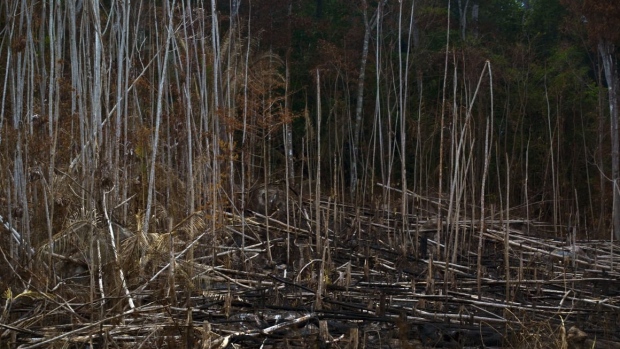 A section of burnt forest stands in the Amazonian state of Para.